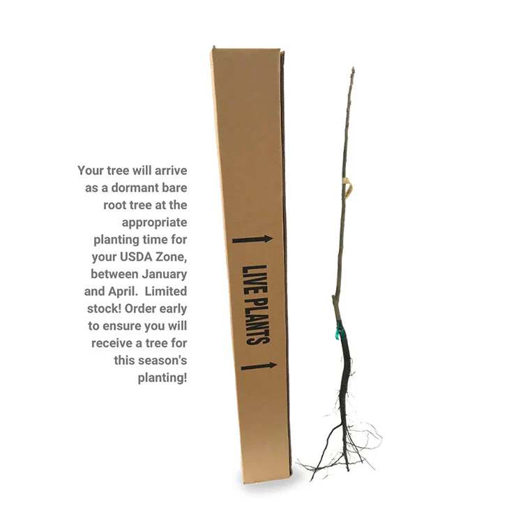 LARGE BARE ROOT JOHNNY APPLESEED AUTHENTIC™ APPLE TREE - Image 5