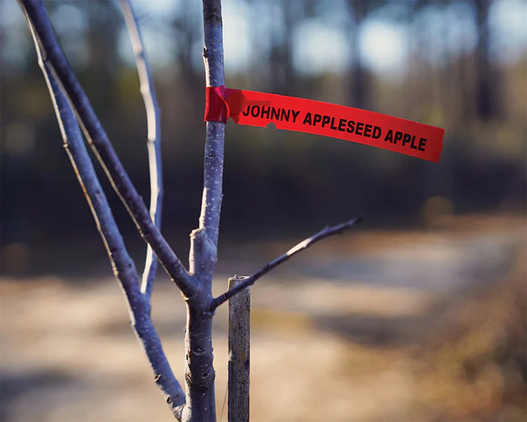 LARGE BARE ROOT JOHNNY APPLESEED AUTHENTIC™ APPLE TREE - Image 6