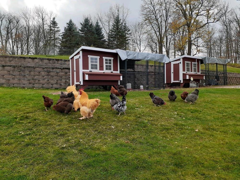 Large Chicken Coop - Up to 15 Chickens - Image 3