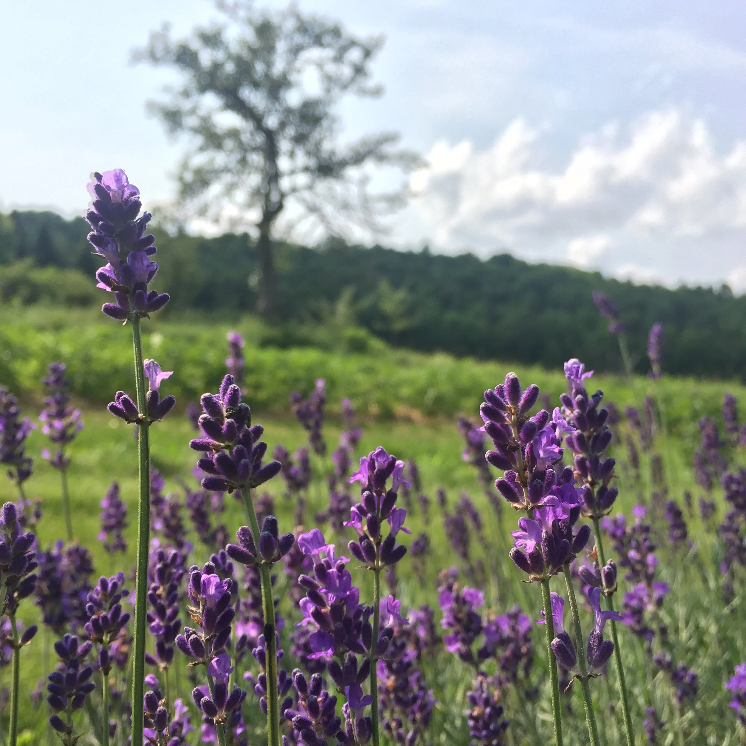 Lavender, English (Lavandula angustifolia) - Image 3