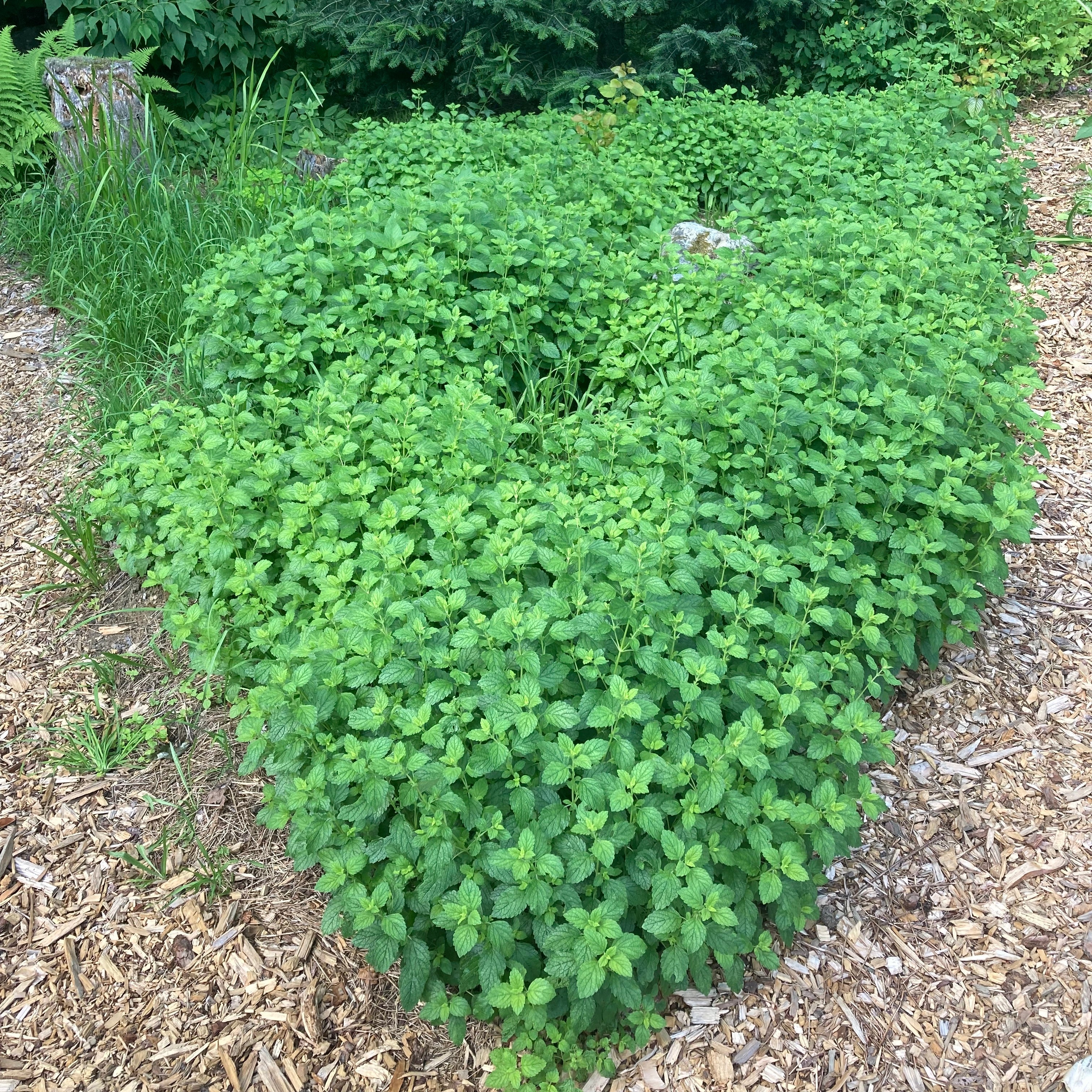 Lemon Balm (Melissa officinalis) - Image 4
