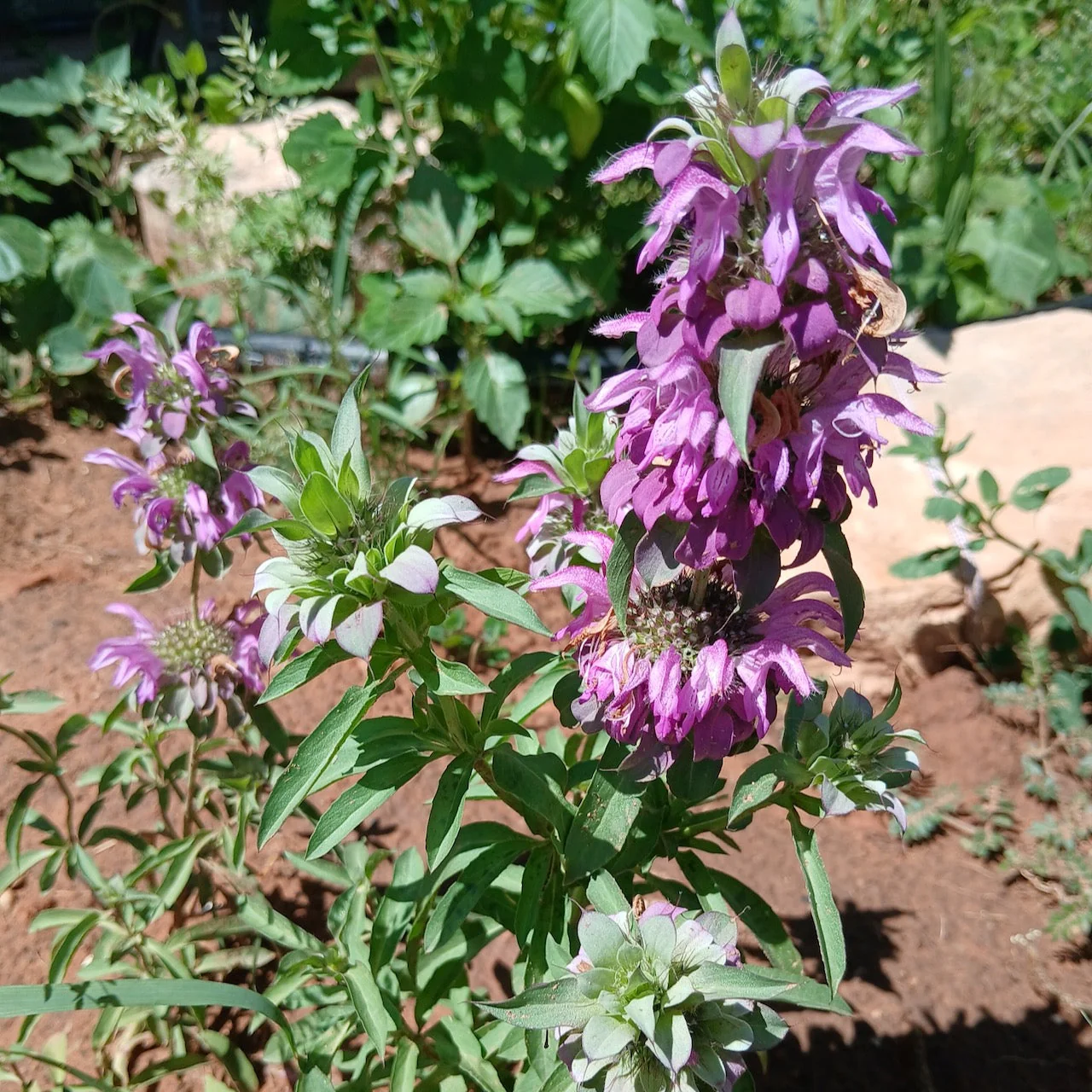 Lemon Bee Balm (Bergamot) - Image 3