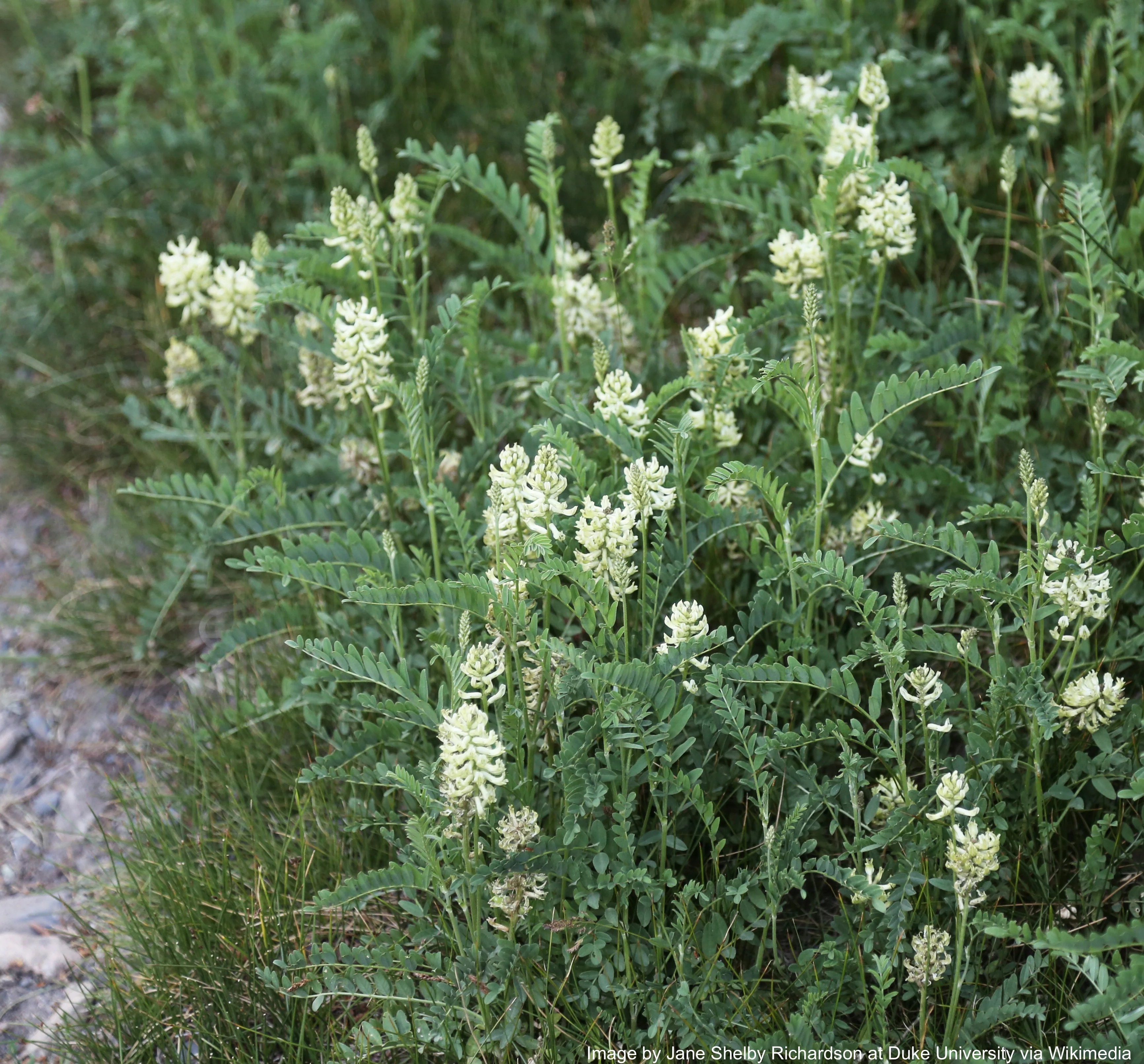 Licorice, Wild (Glycyrrhiza lepidota) - Image 2