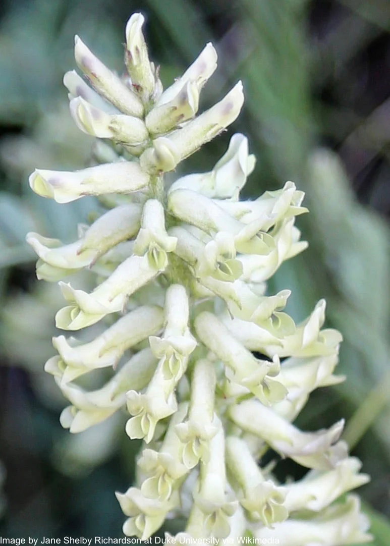 Licorice, Wild (Glycyrrhiza lepidota) - Image 3
