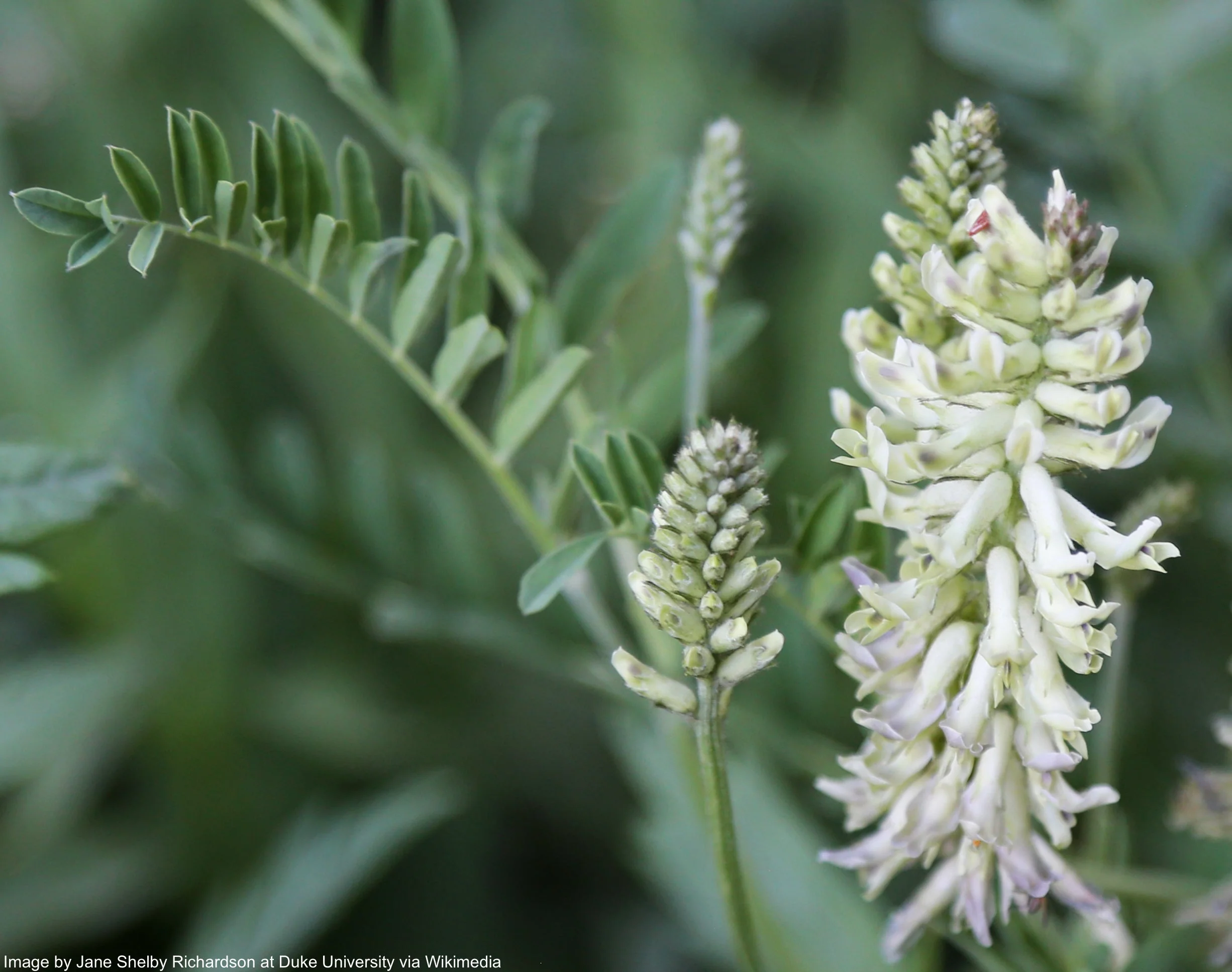 Licorice, Wild (Glycyrrhiza lepidota) - Image 4