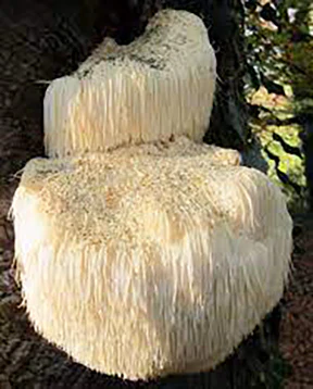 Lions Mane Mushroom Culture - 10mL - Image 2