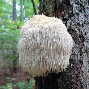 Lions Mane Mushroom Culture - 10mL - Image 3