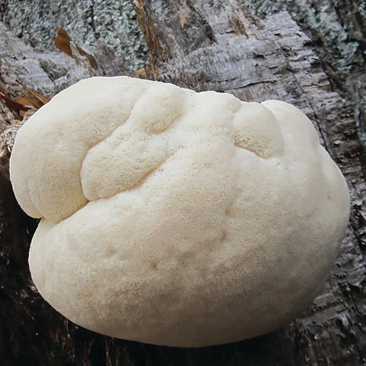 Lion'S Mane "Pom Pom" Plug Spawn