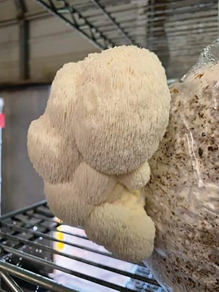 Lion'S Mane "Pom Pom" Plug Spawn - Image 3