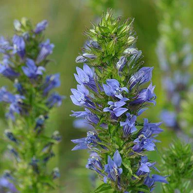 Lobelia, Great Blue (Lobelia siphilitica) - Image 3