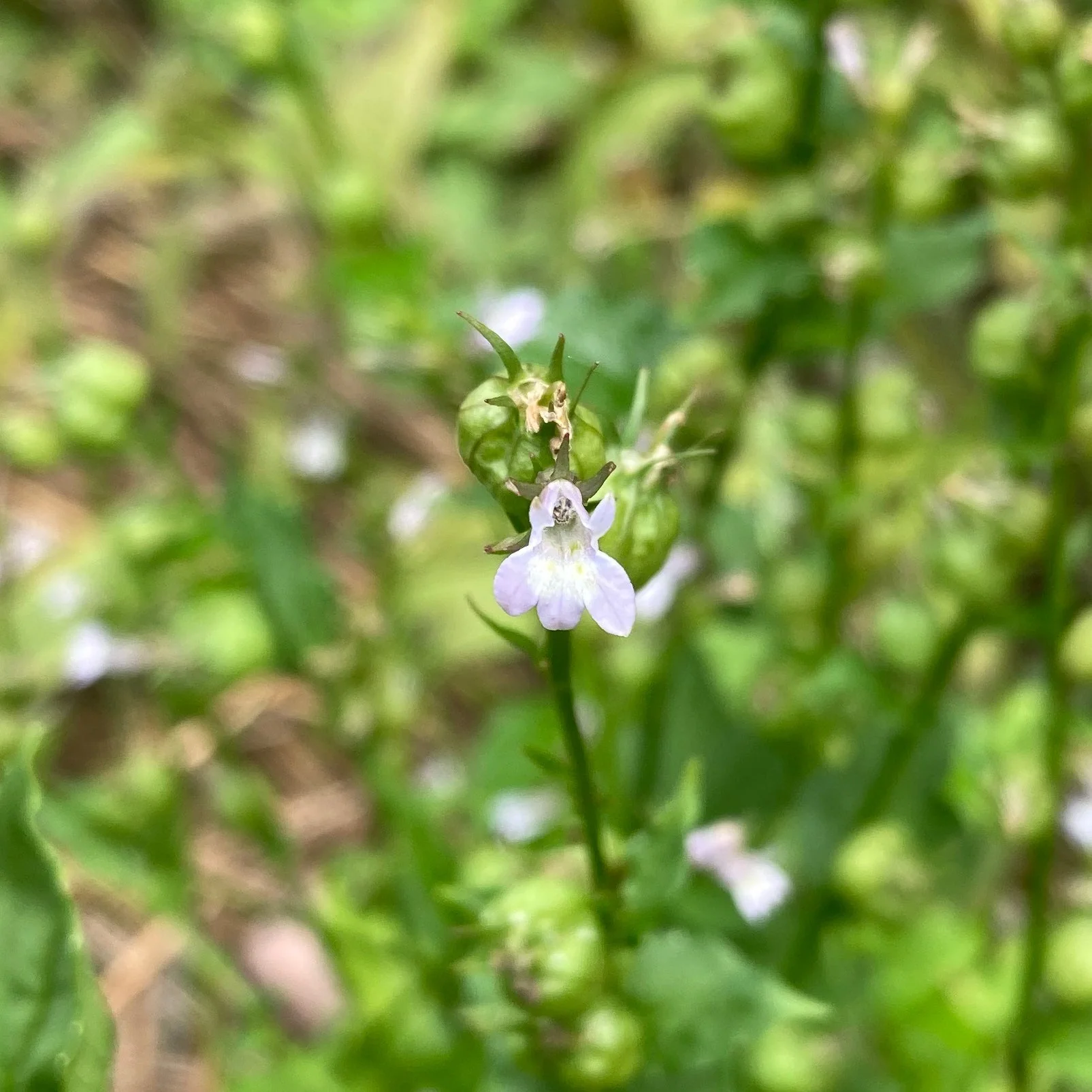 Lobelia, Official (Lobelia inflata) - Image 6