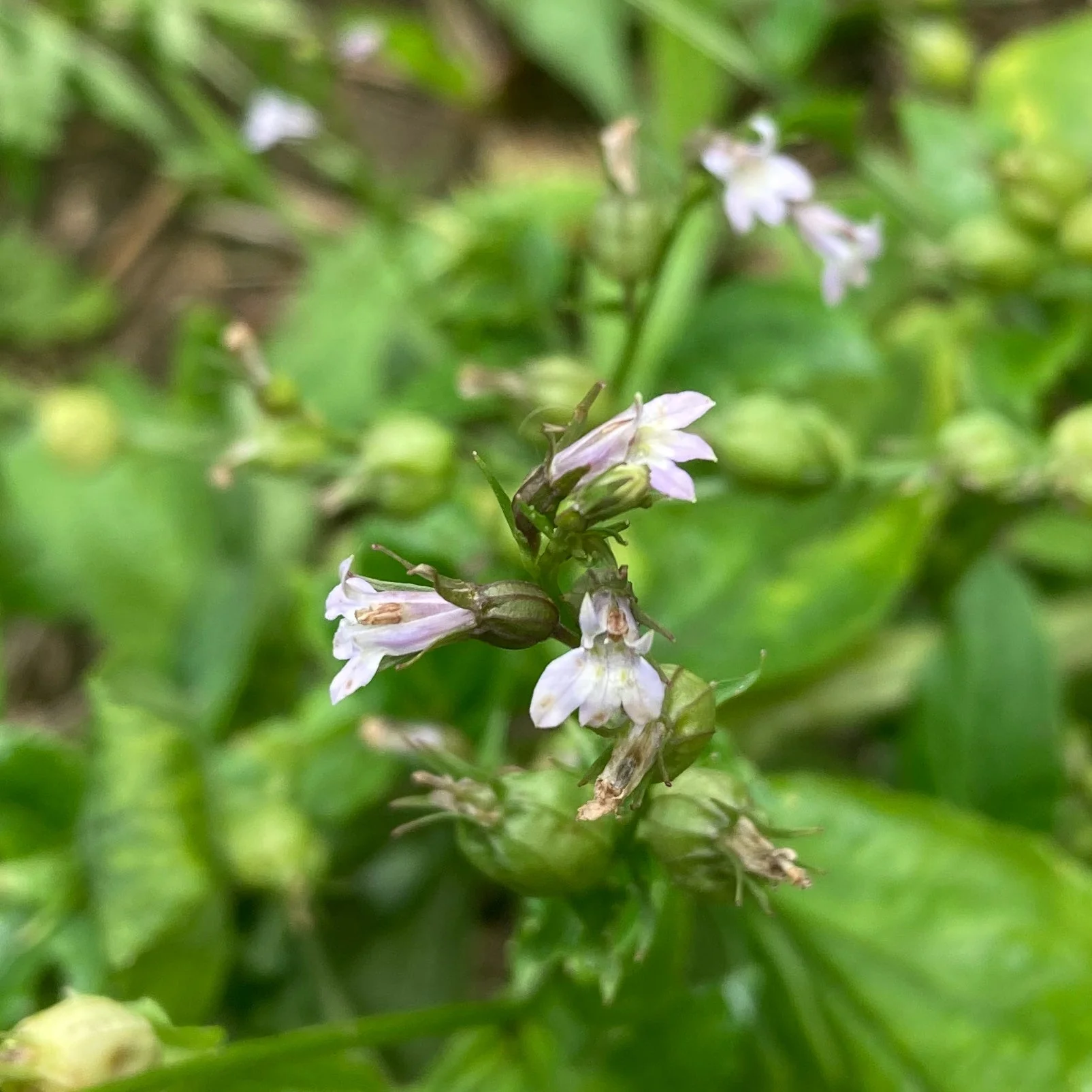 Lobelia, Official (Lobelia inflata) - Image 7
