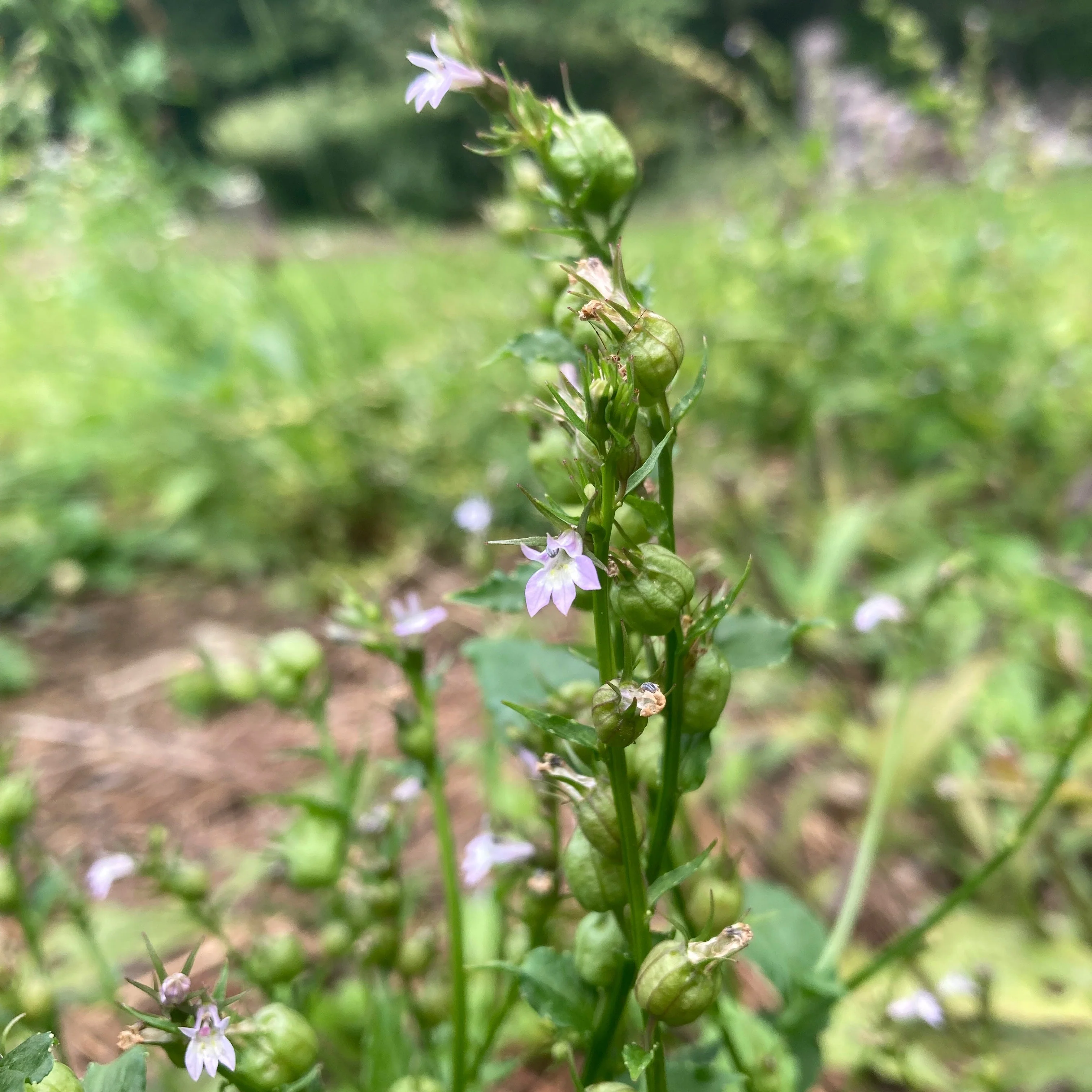 Lobelia, Official (Lobelia inflata) - Image 8