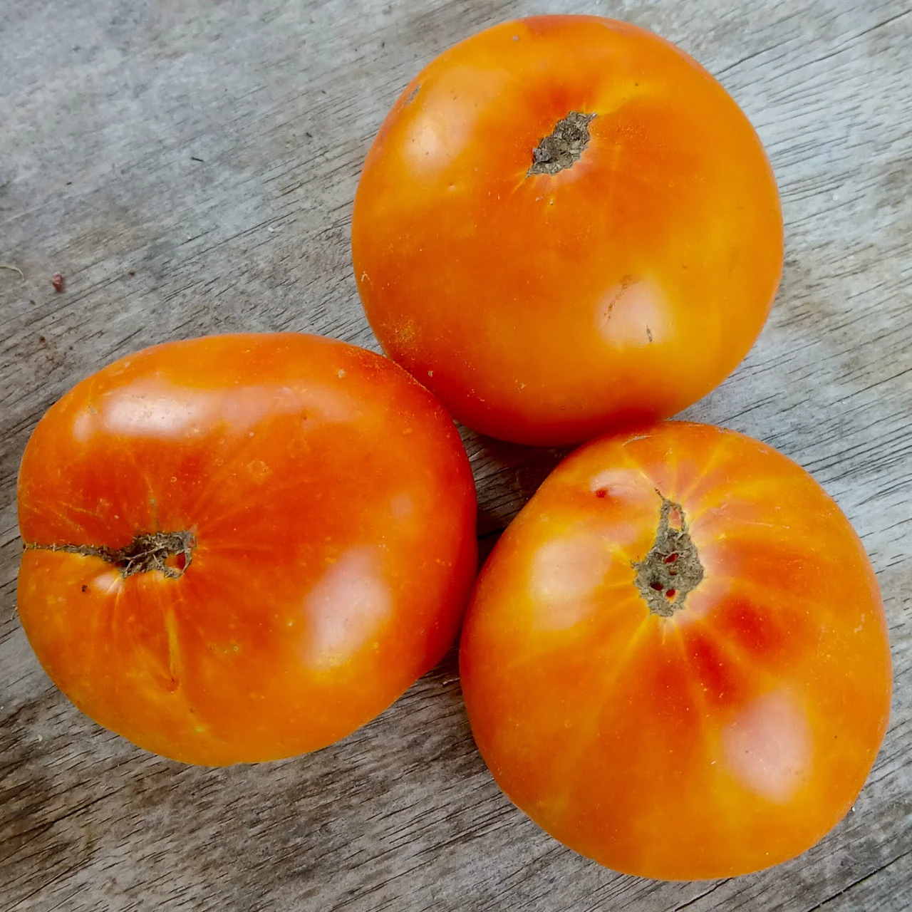 Lofthouse Big Hill Tomato - Image 2