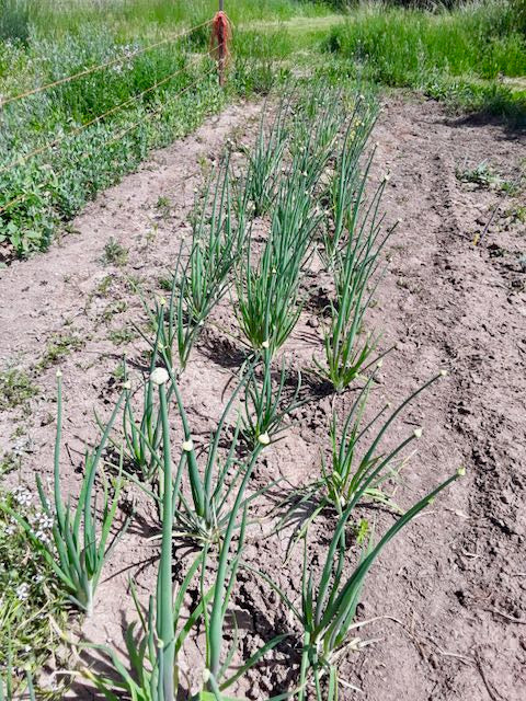 Lofty Onion Landrace - Image 2