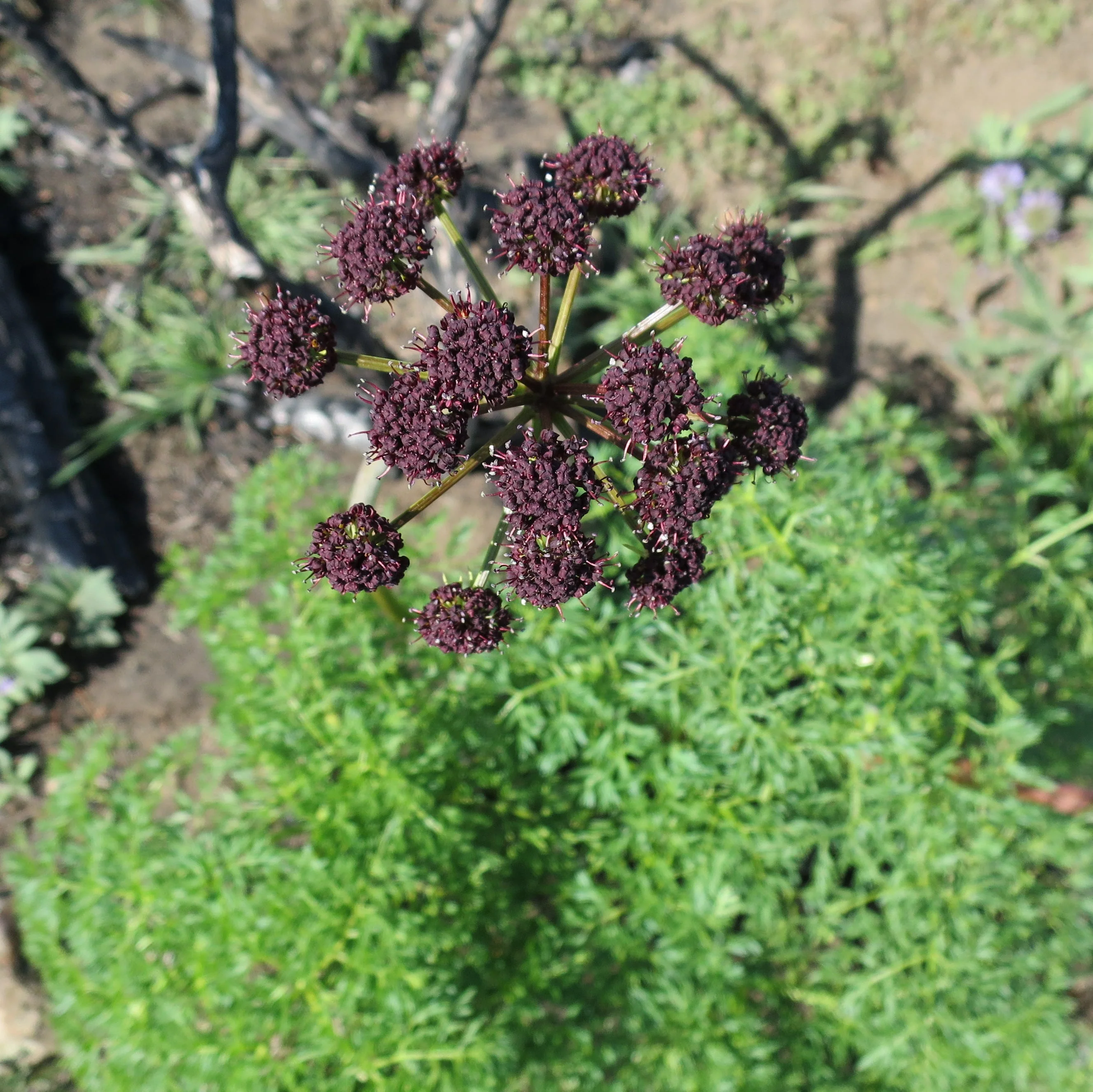 Lomatium (Lomatium dissectum) - Image 2