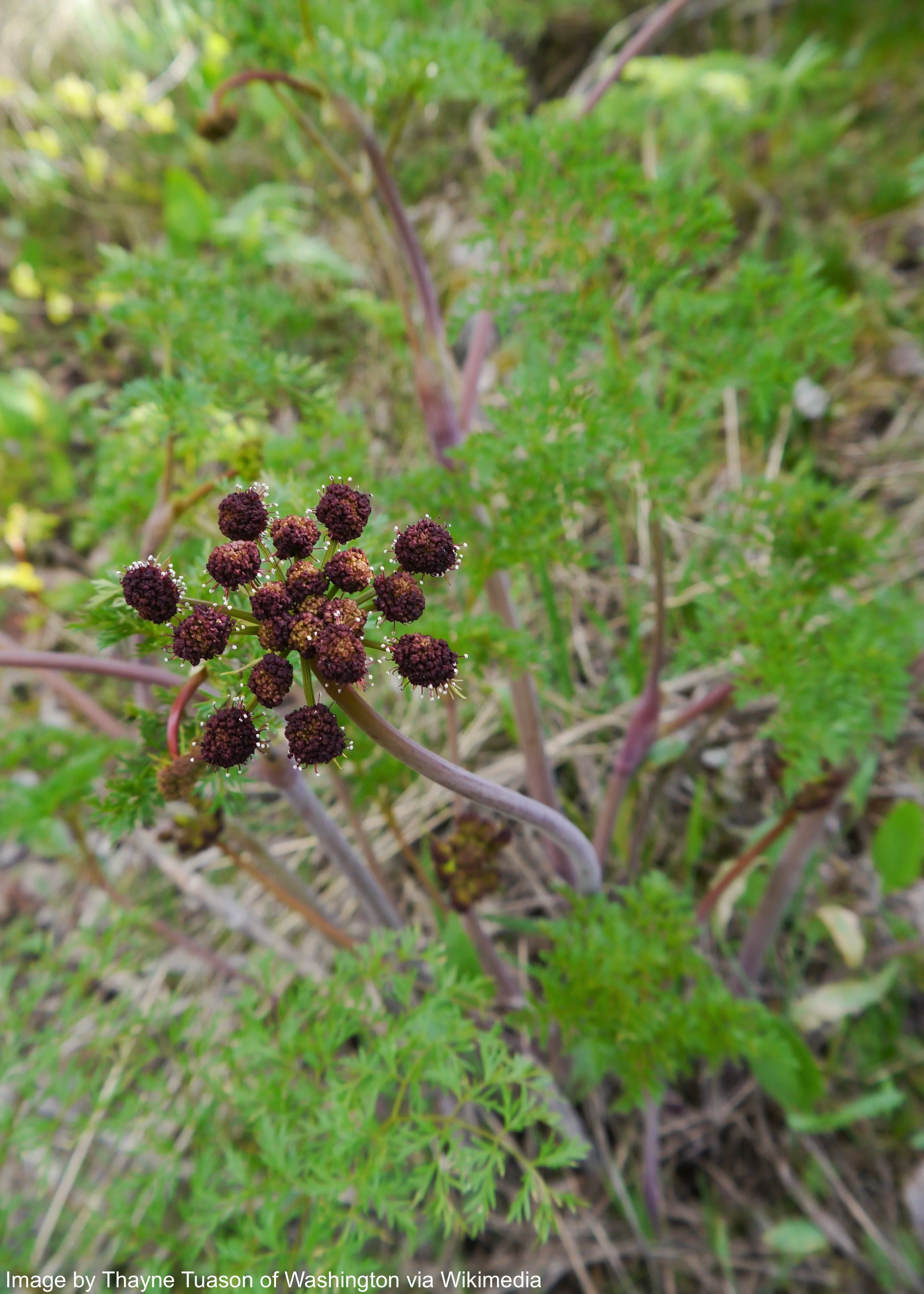 Lomatium (Lomatium dissectum) - Image 3