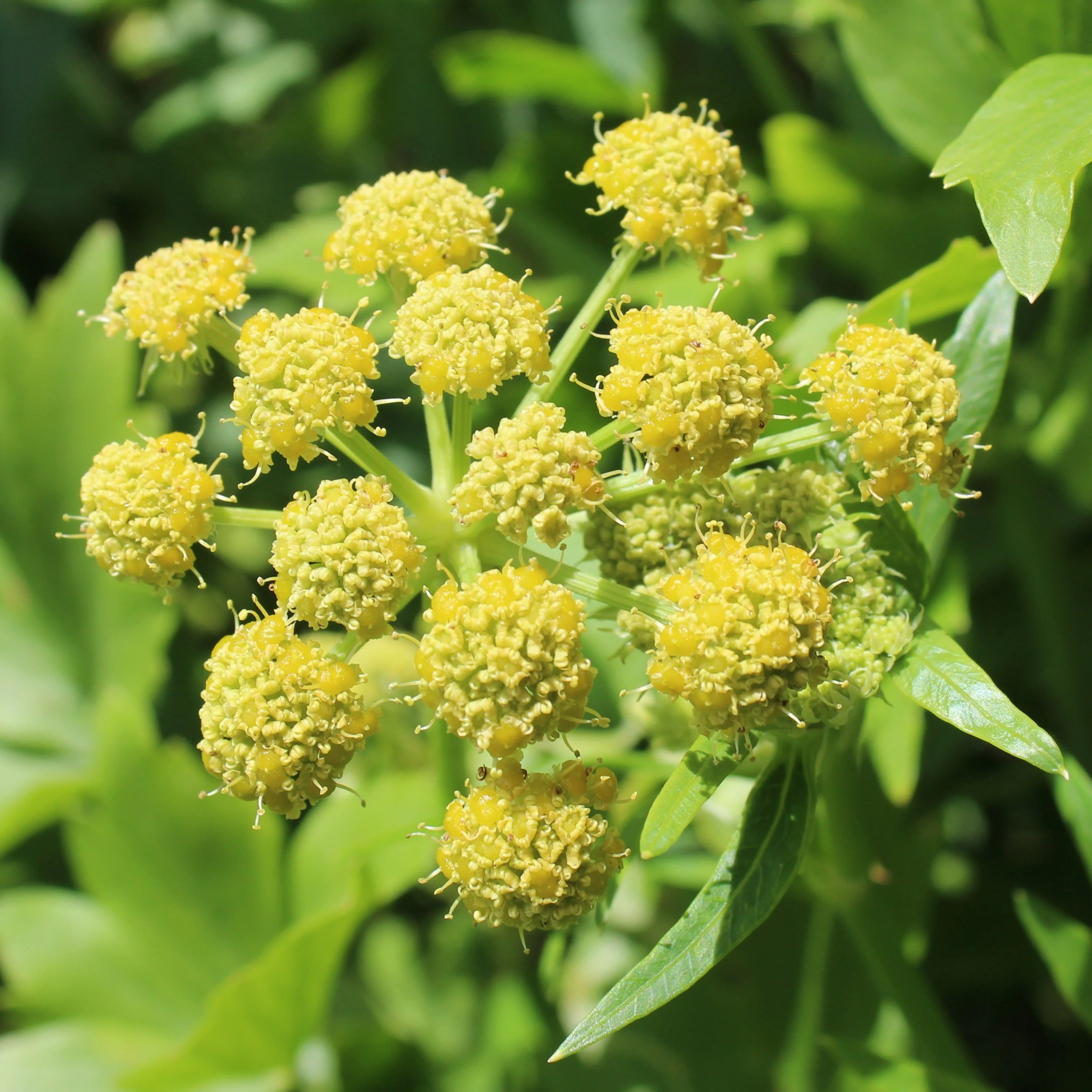 Lovage, Official (Levisticum officinale) - Image 2