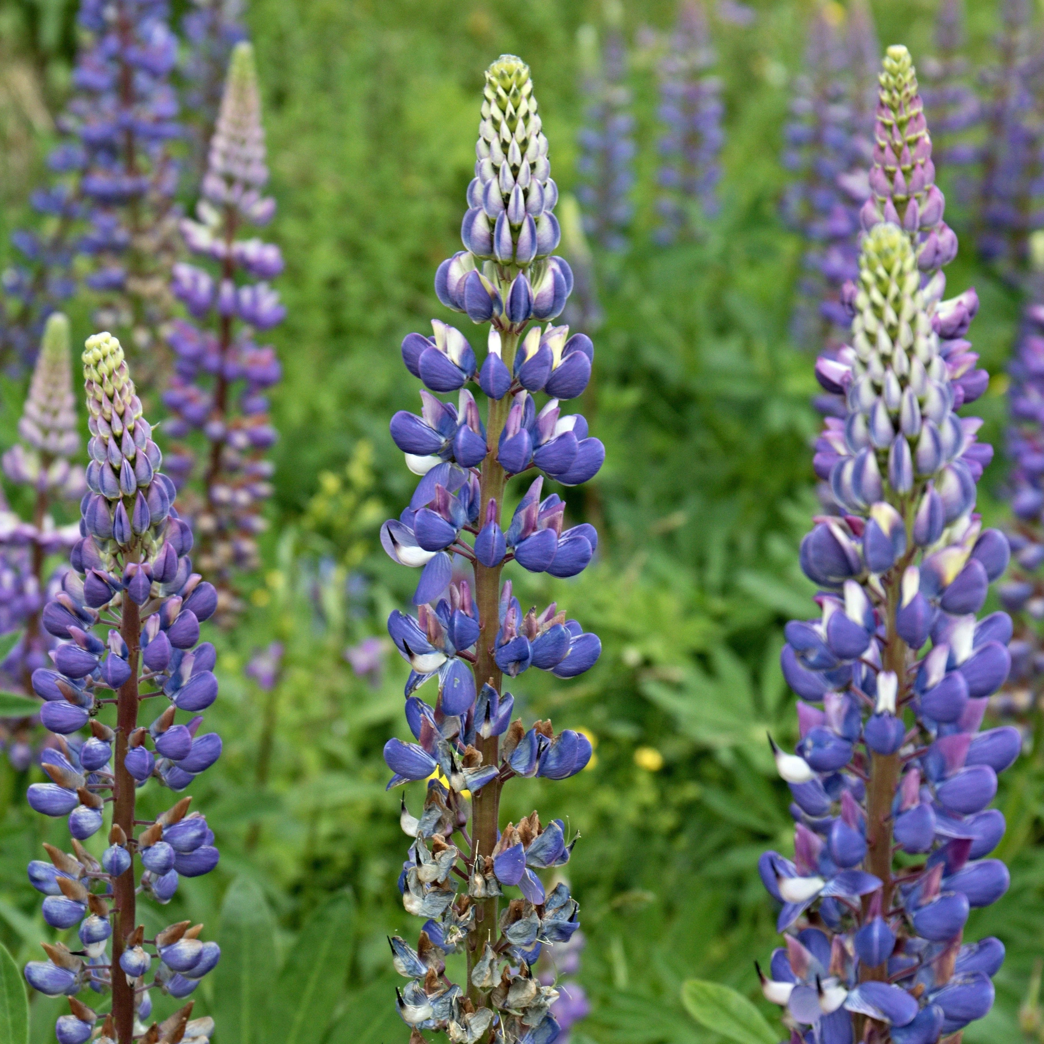 Lupine, Wild (Lupinus perennis) - Image 3