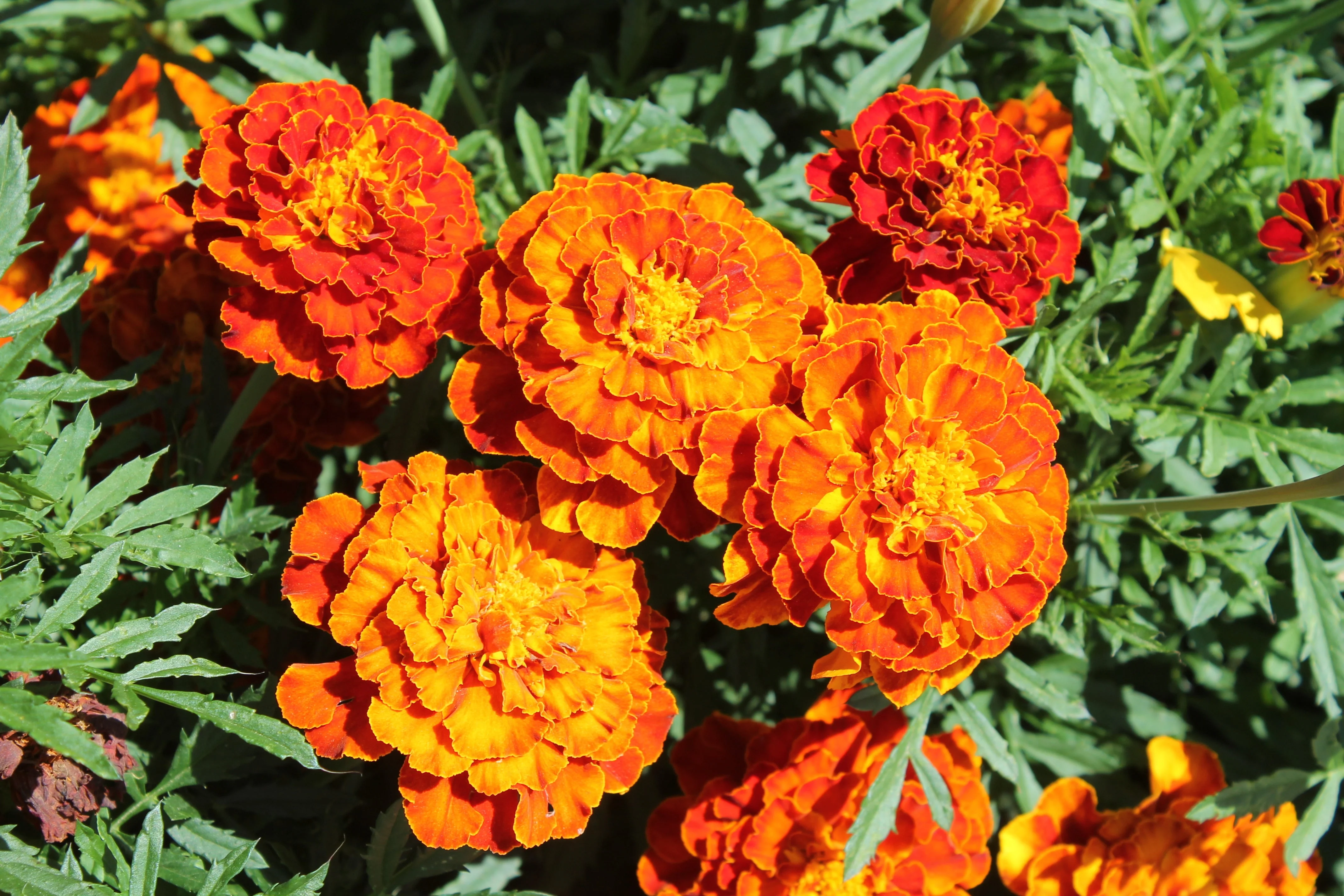 Marigold, Garden Mix (Tagetes erecta & patula) - Image 2