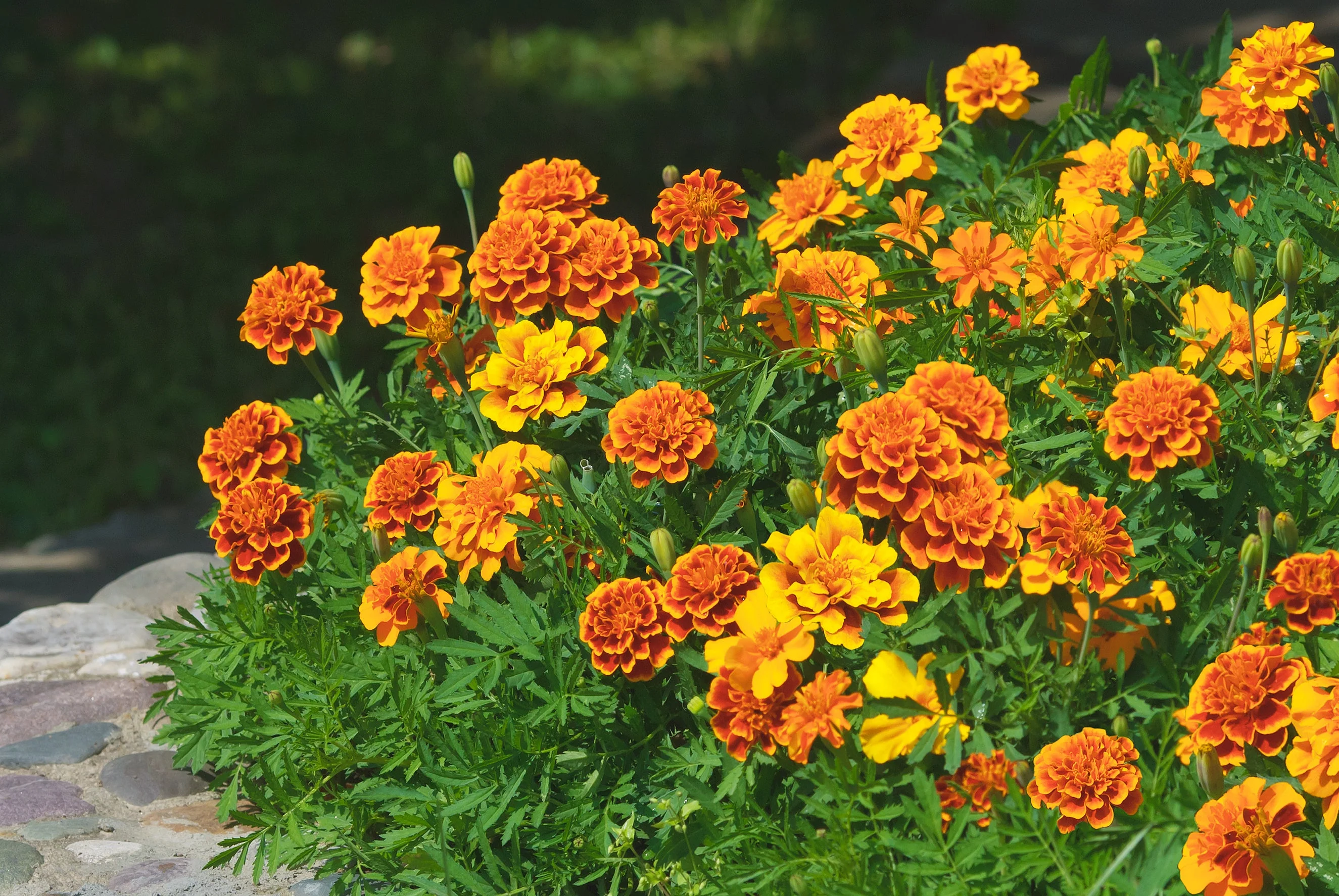 Marigold, Garden Mix (Tagetes erecta & patula) - Image 3