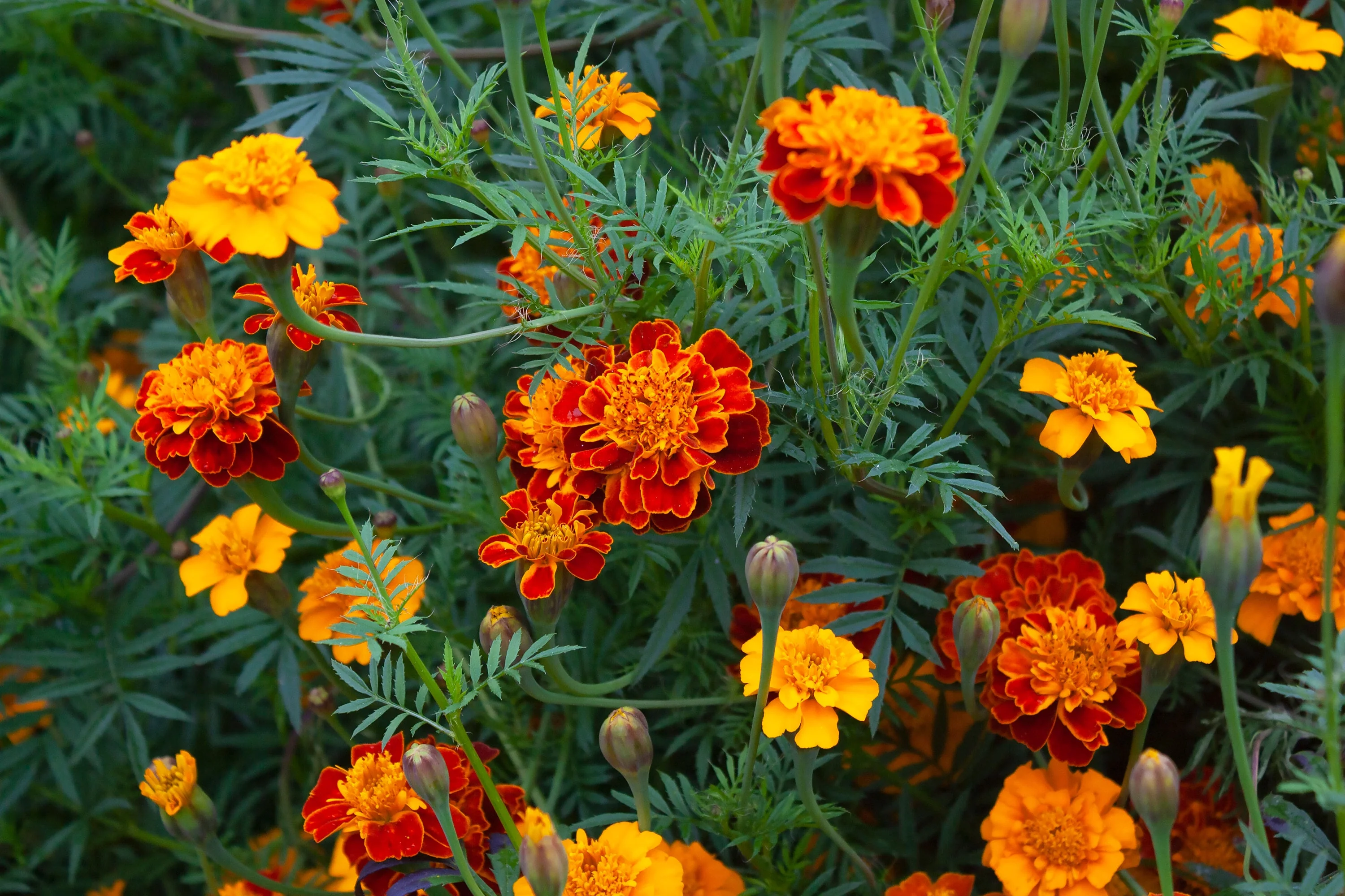 Marigold, Garden Mix (Tagetes erecta & patula) - Image 4