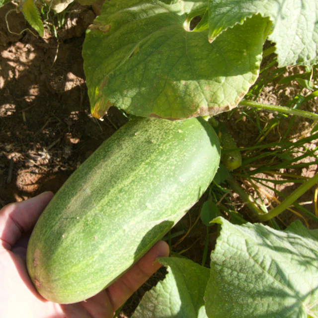 Marketmore Cucumber - Image 3