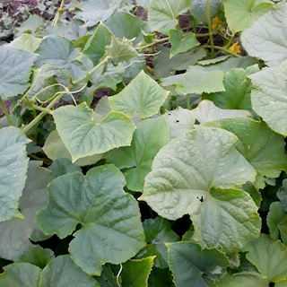 Marketmore Cucumber - Image 4