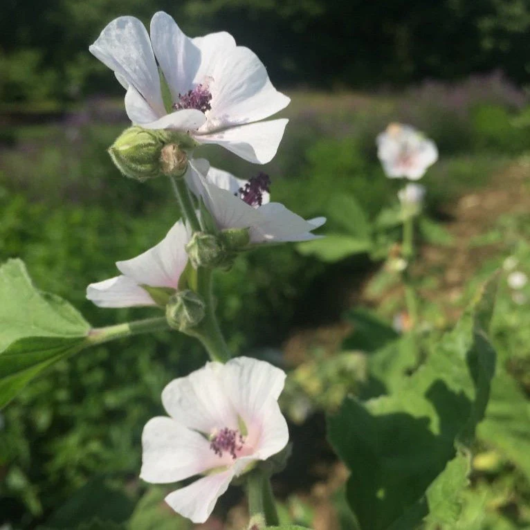 Marshmallow (Althea officinalis) - Image 3