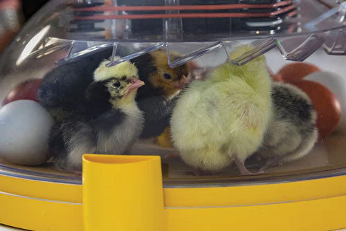 MAXI II EX, FULLY AUTOMATIC 14 EGG INCUBATOR - Image 4