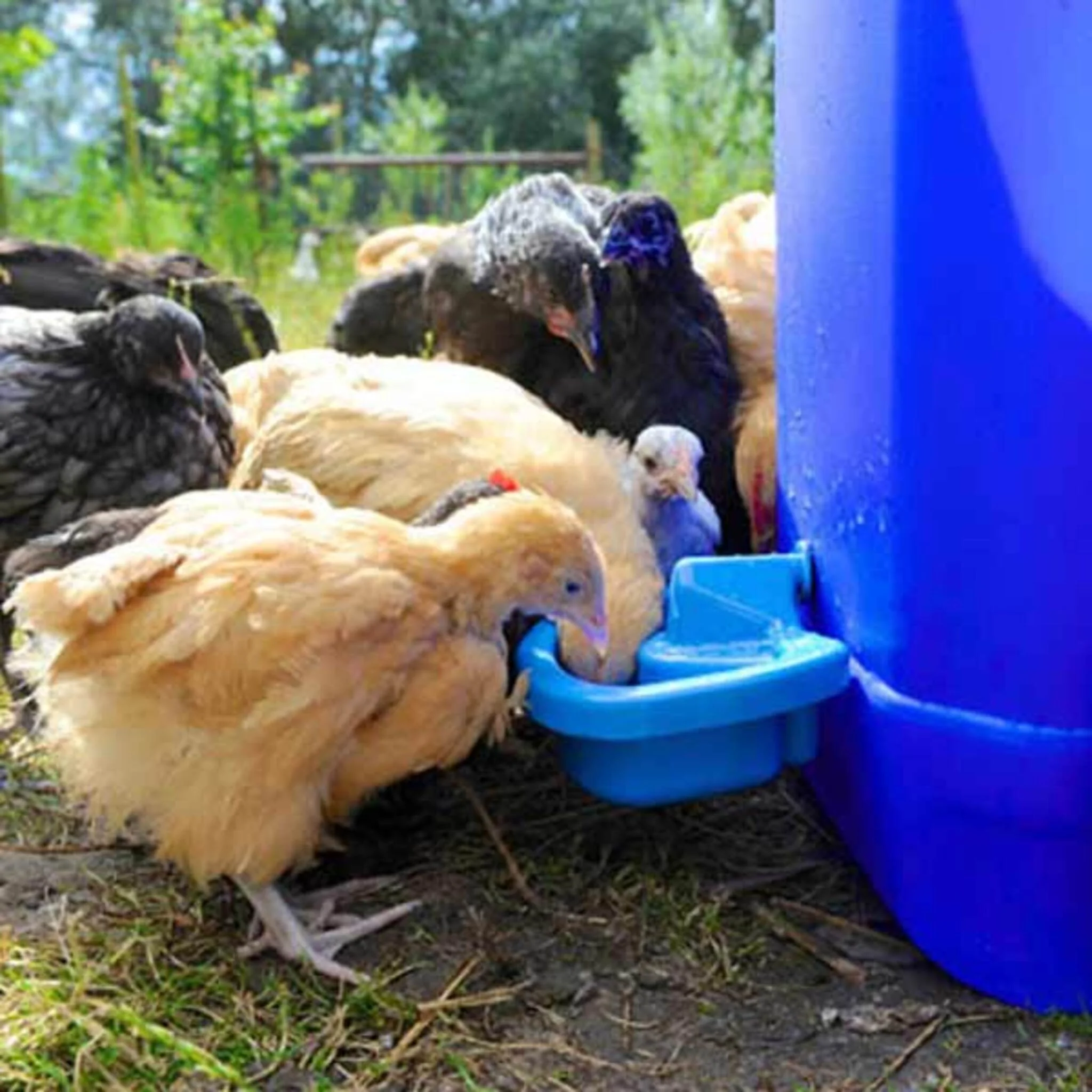 Maxicup Automatic Drinker - Poultry Waterer - Image 2