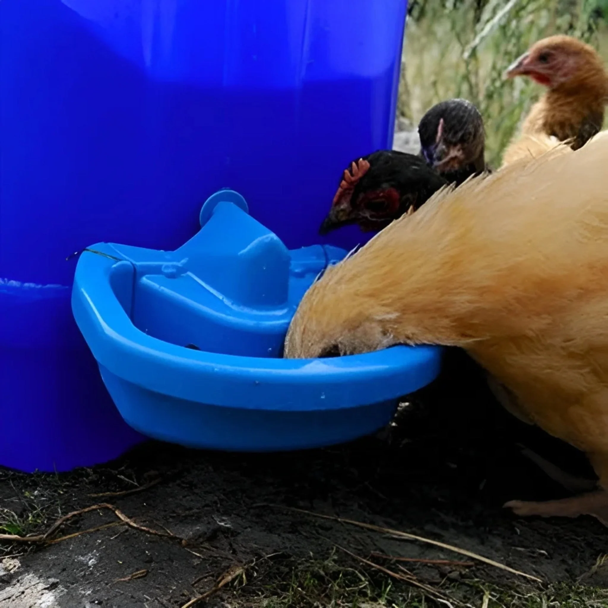 Maxicup Automatic Drinker - Poultry Waterer - Image 5