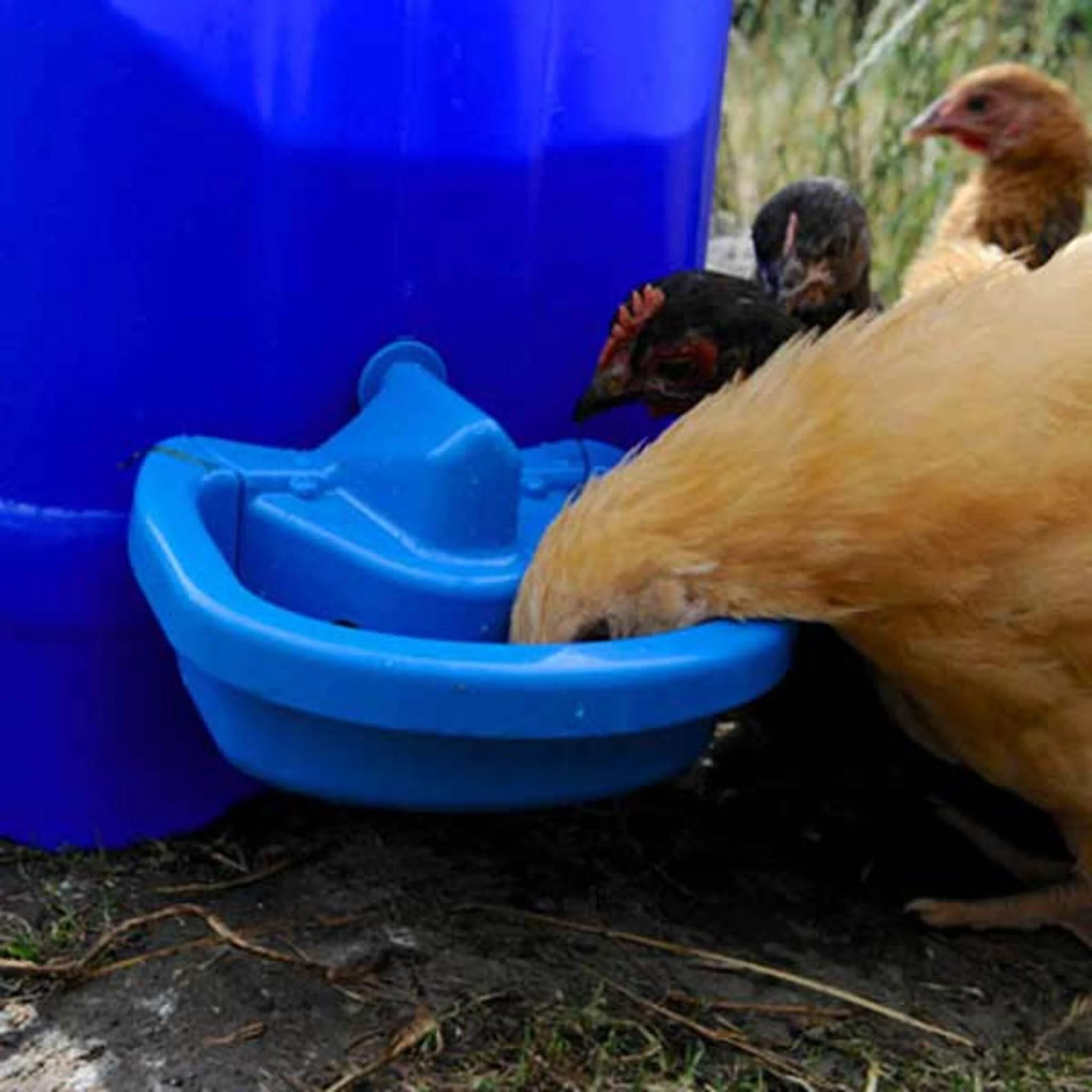 Maxicup Automatic Drinker - Poultry Waterer - Image 6