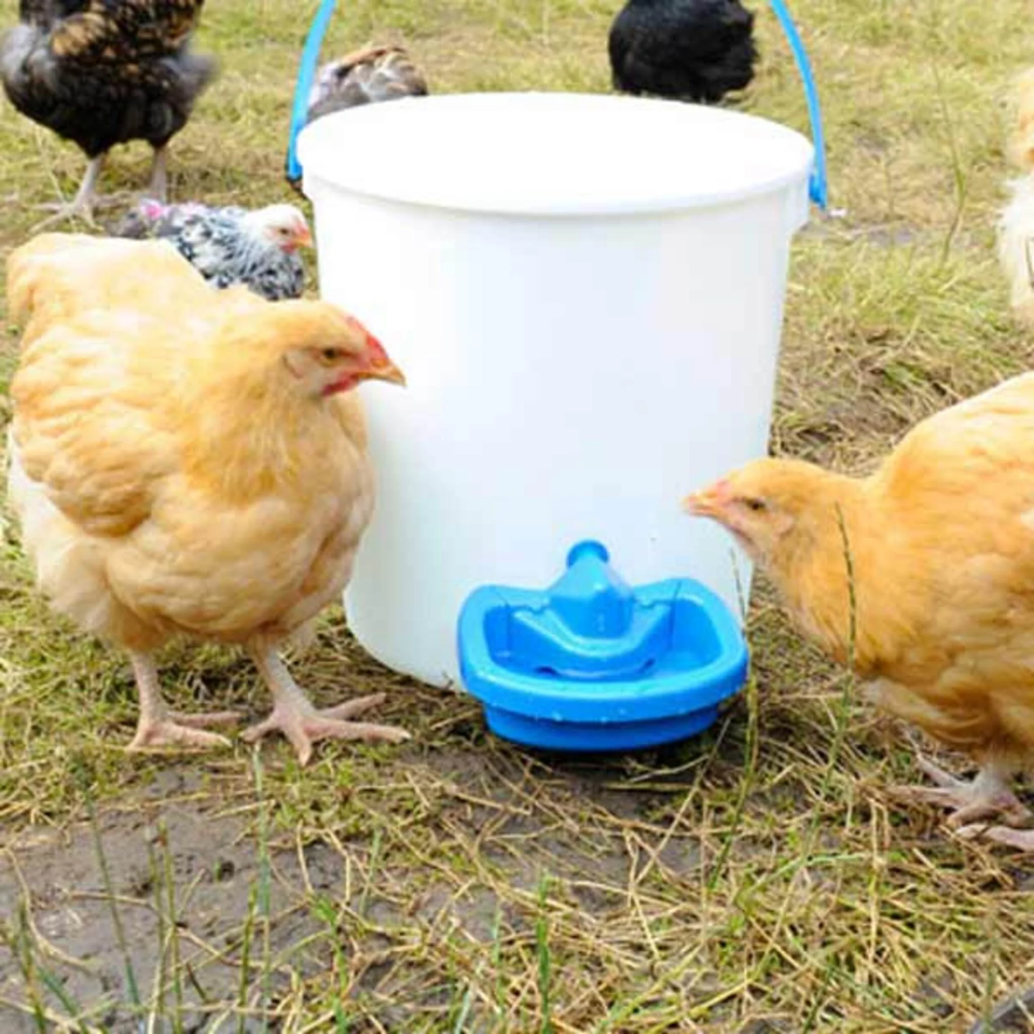 Maxicup Automatic Drinker - Poultry Waterer - Image 7