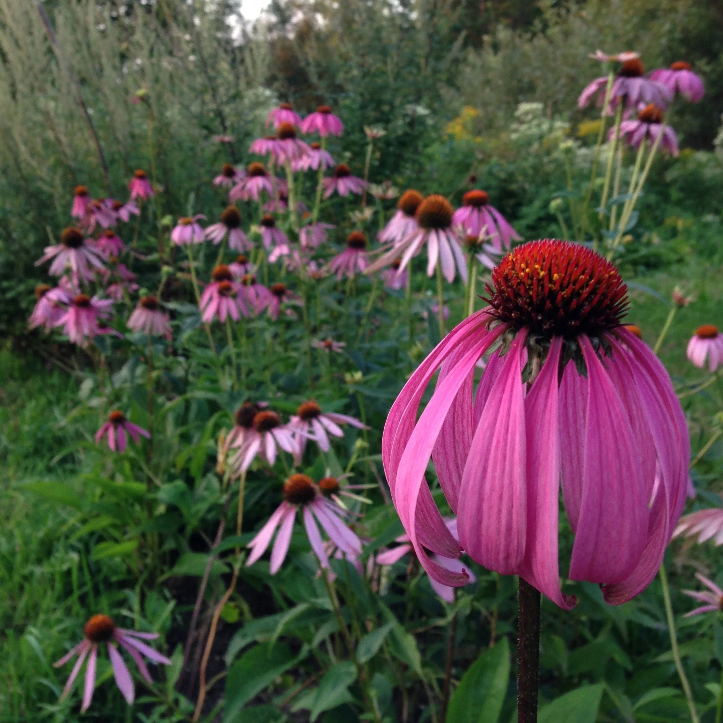 *Medicine Garden Collection* ("Be Well Stocked") - Image 3