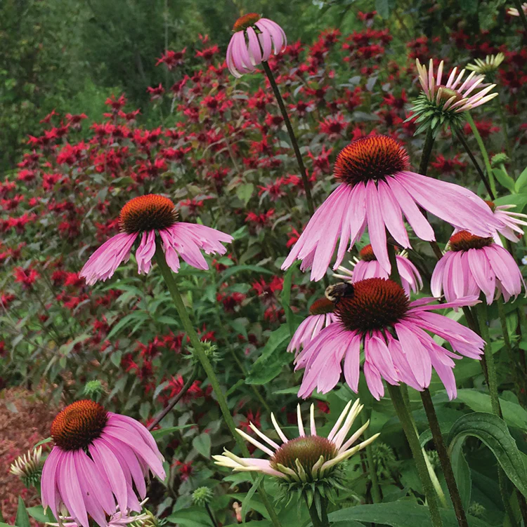 MEDICINE GARDEN SEED KIT - Image 6