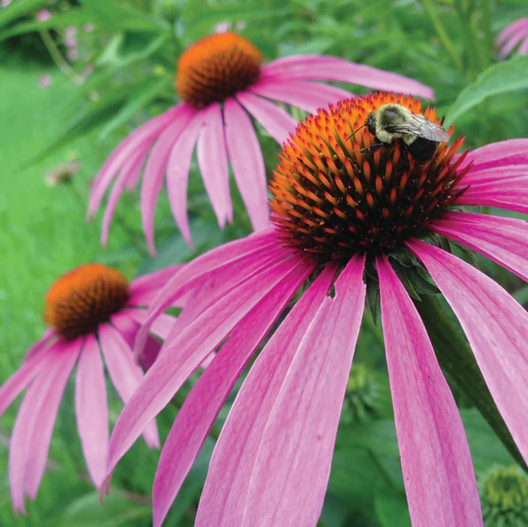 MEDICINE GARDEN SEED KIT - Image 8