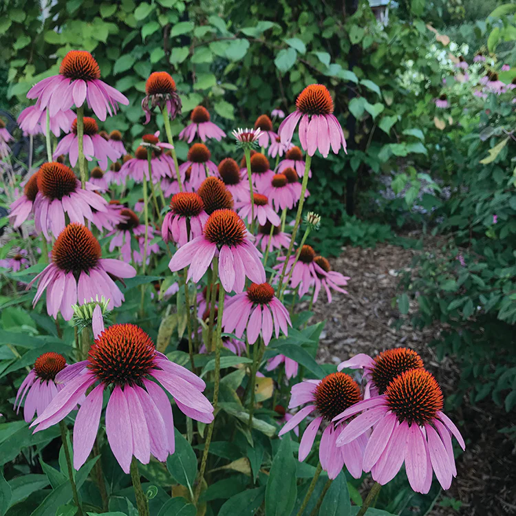 MEDICINE GARDEN SEED KIT - Image 9