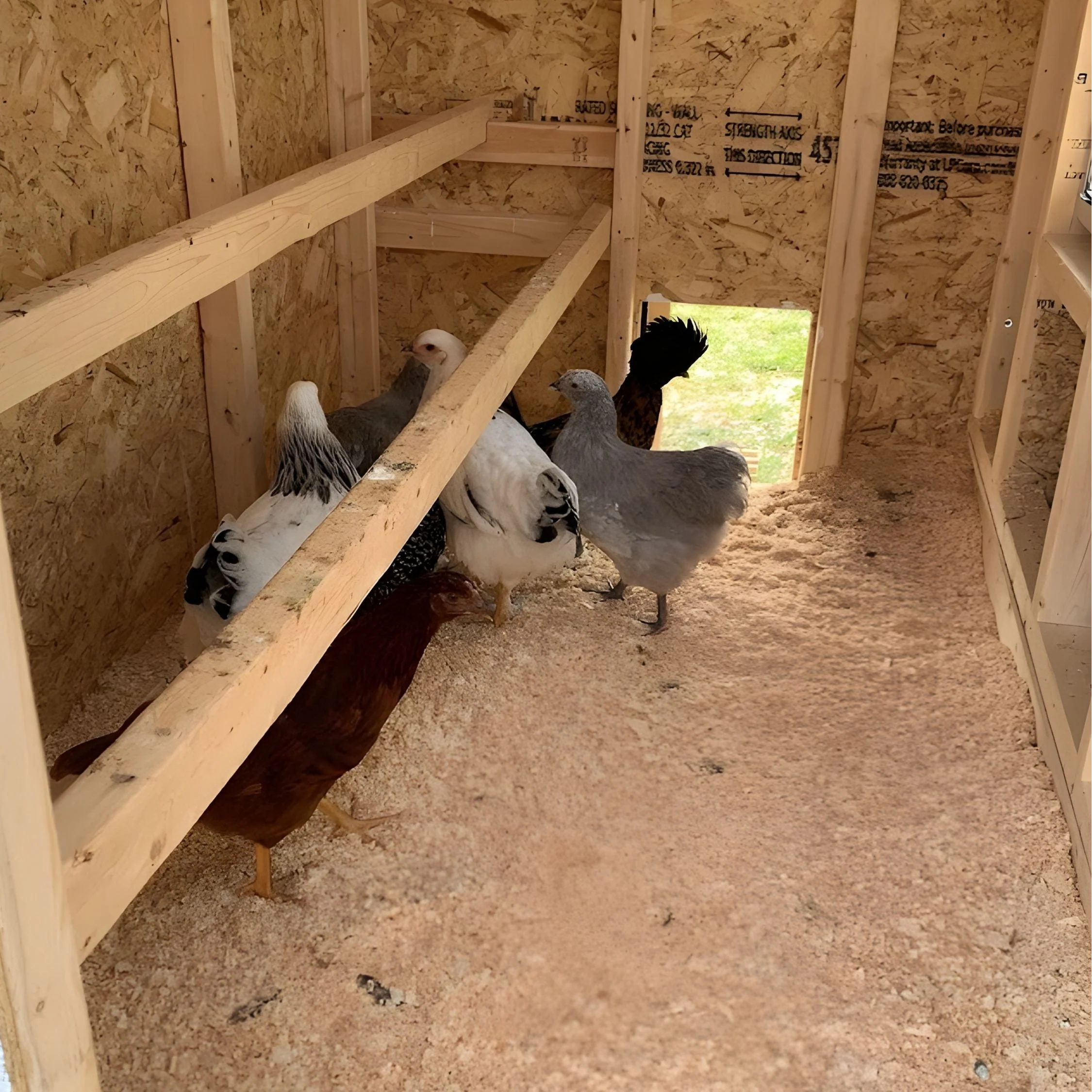 Medium Chicken Coop - Up to 10 Chickens - Image 54