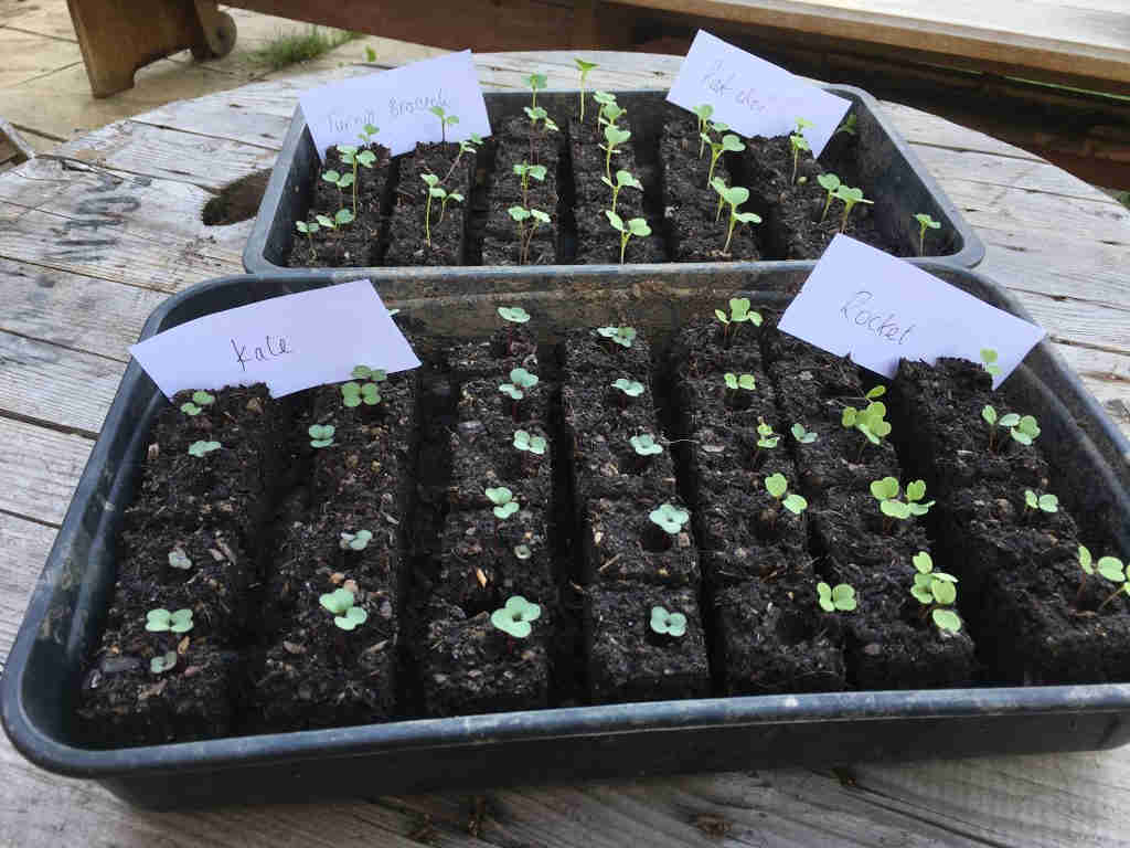 Micro 20 Soil Blocker - Image 3