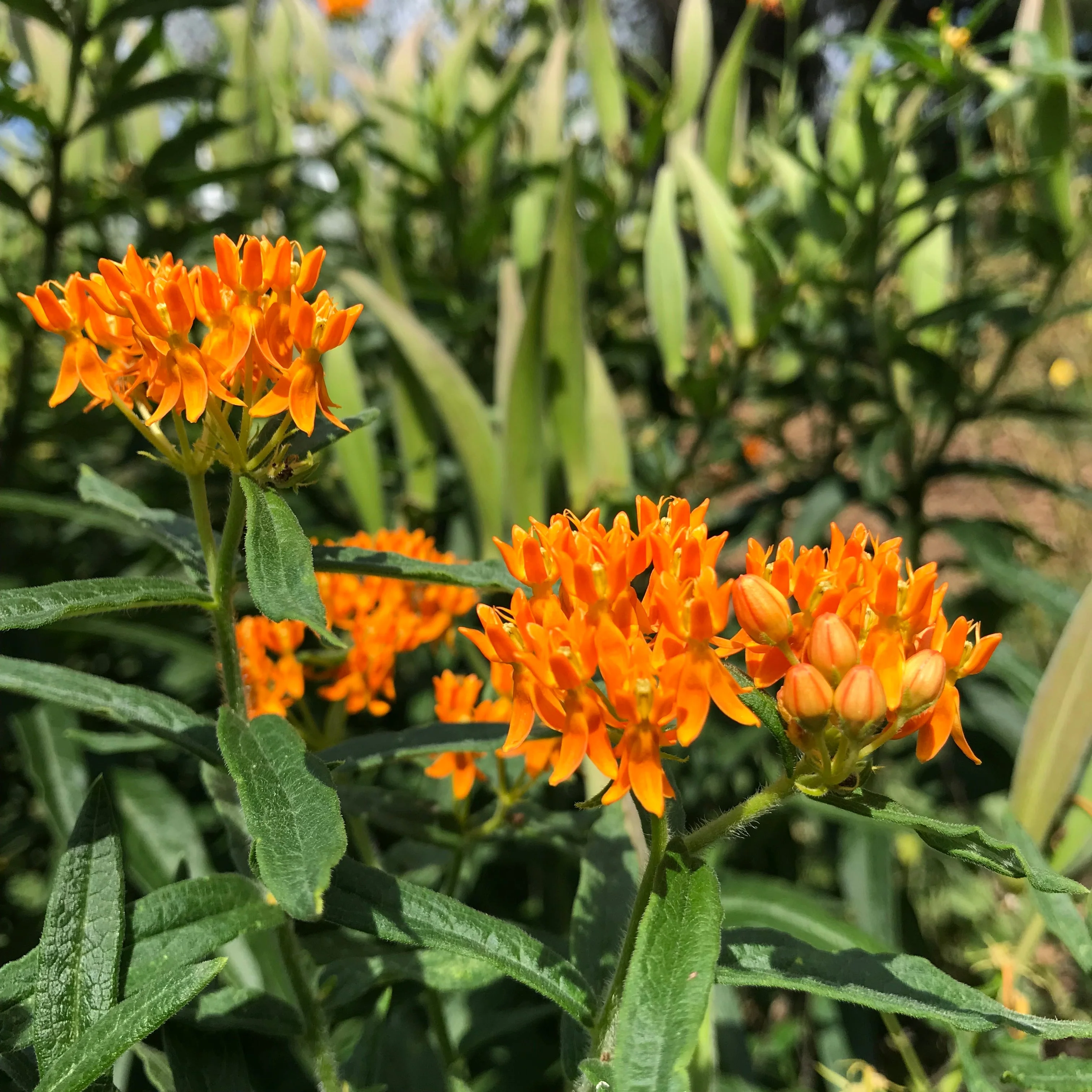 Milkweed, Butterfly aka Pleurisy Root (Asclepias tuberosa) - Image 3