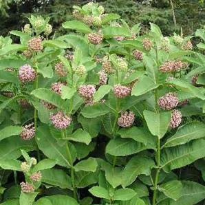 Milkweed, Common (Asclepias syriaca) - Image 4