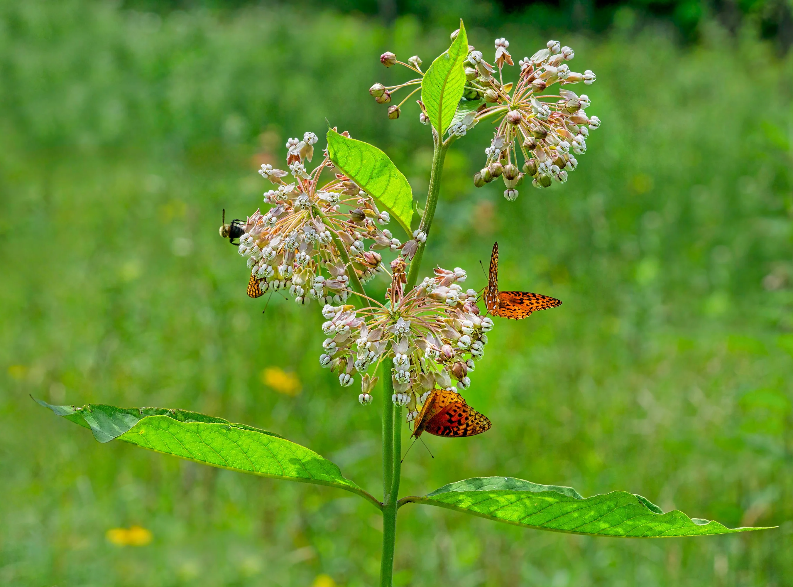 Milkweed, Poke (Asclepias exaltata) - Image 2