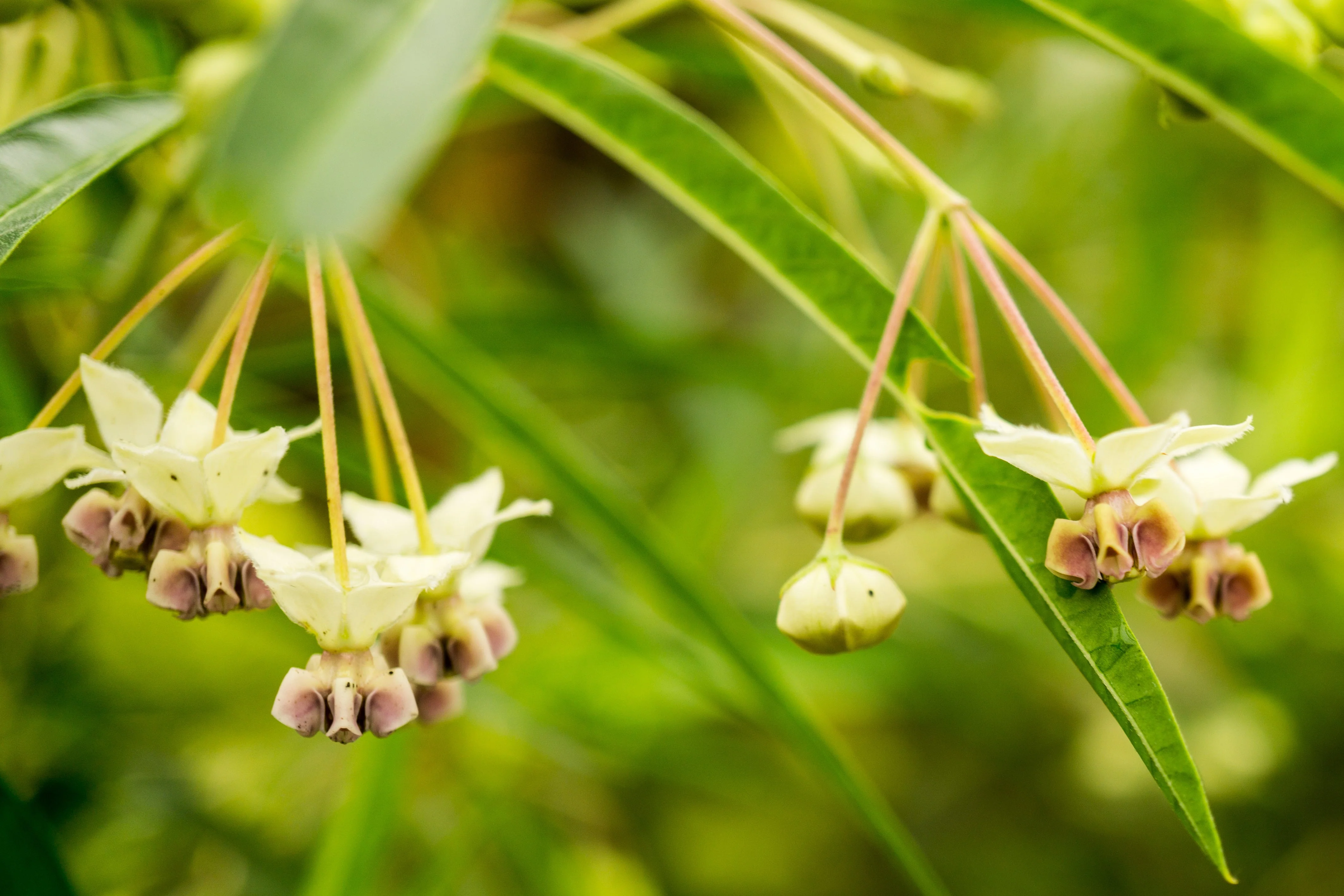 Milkweed, Poke (Asclepias exaltata) - Image 3