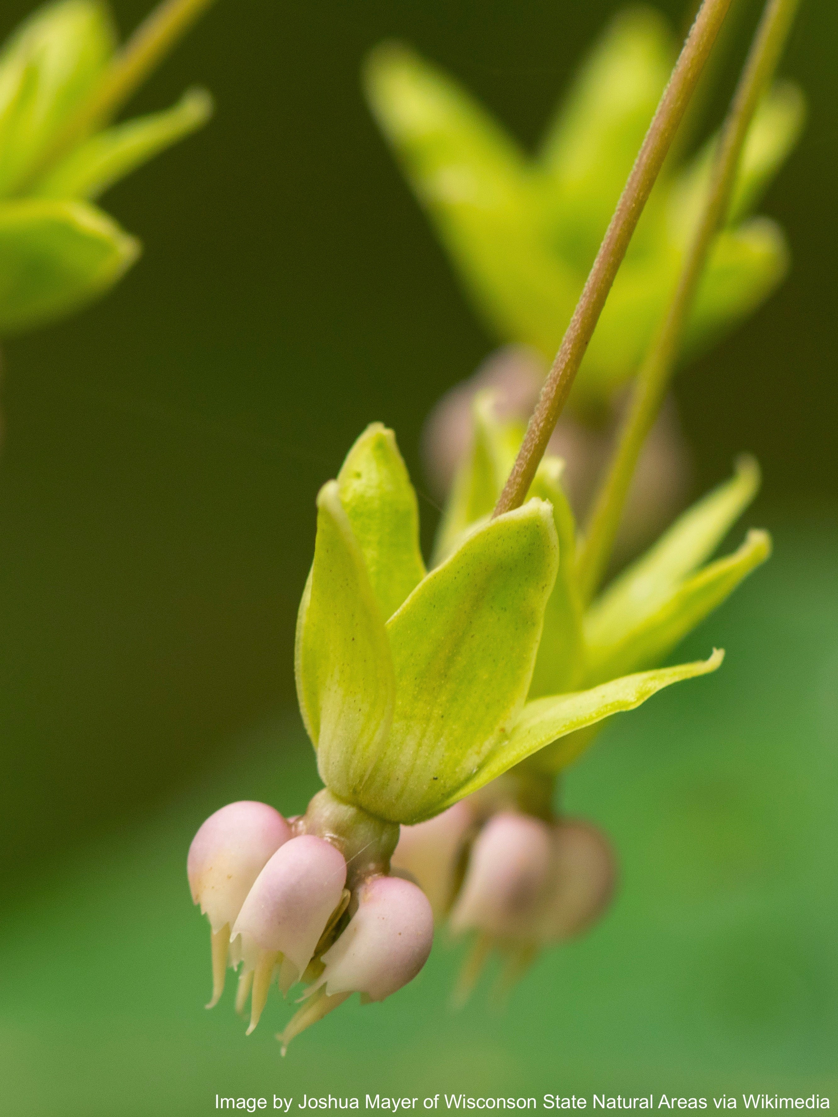 Milkweed, Poke (Asclepias exaltata) - Image 4
