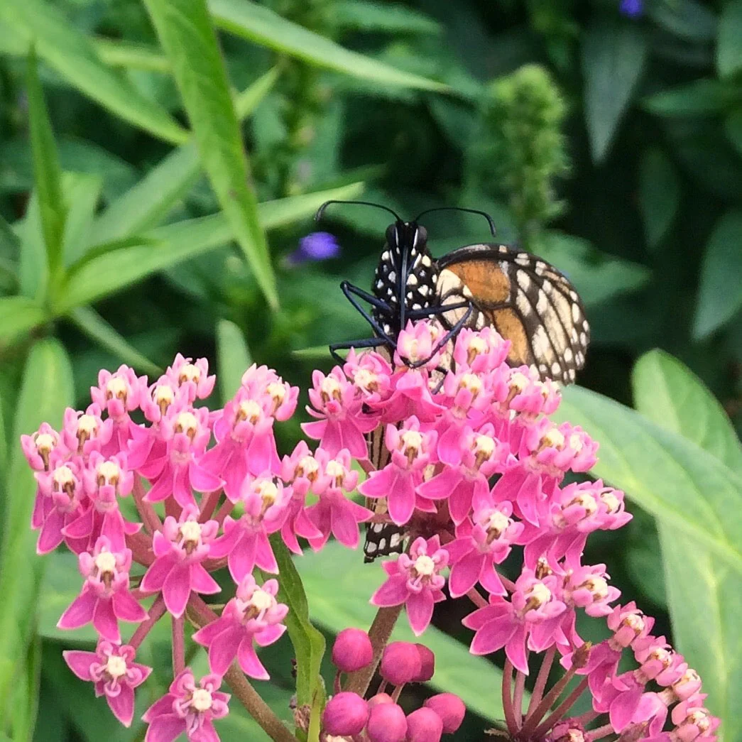 Milkweed, Rose (Asclepias incarnata) - Image 3