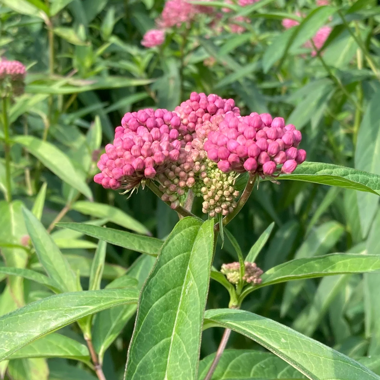Milkweed, Rose (Asclepias incarnata) - Image 4