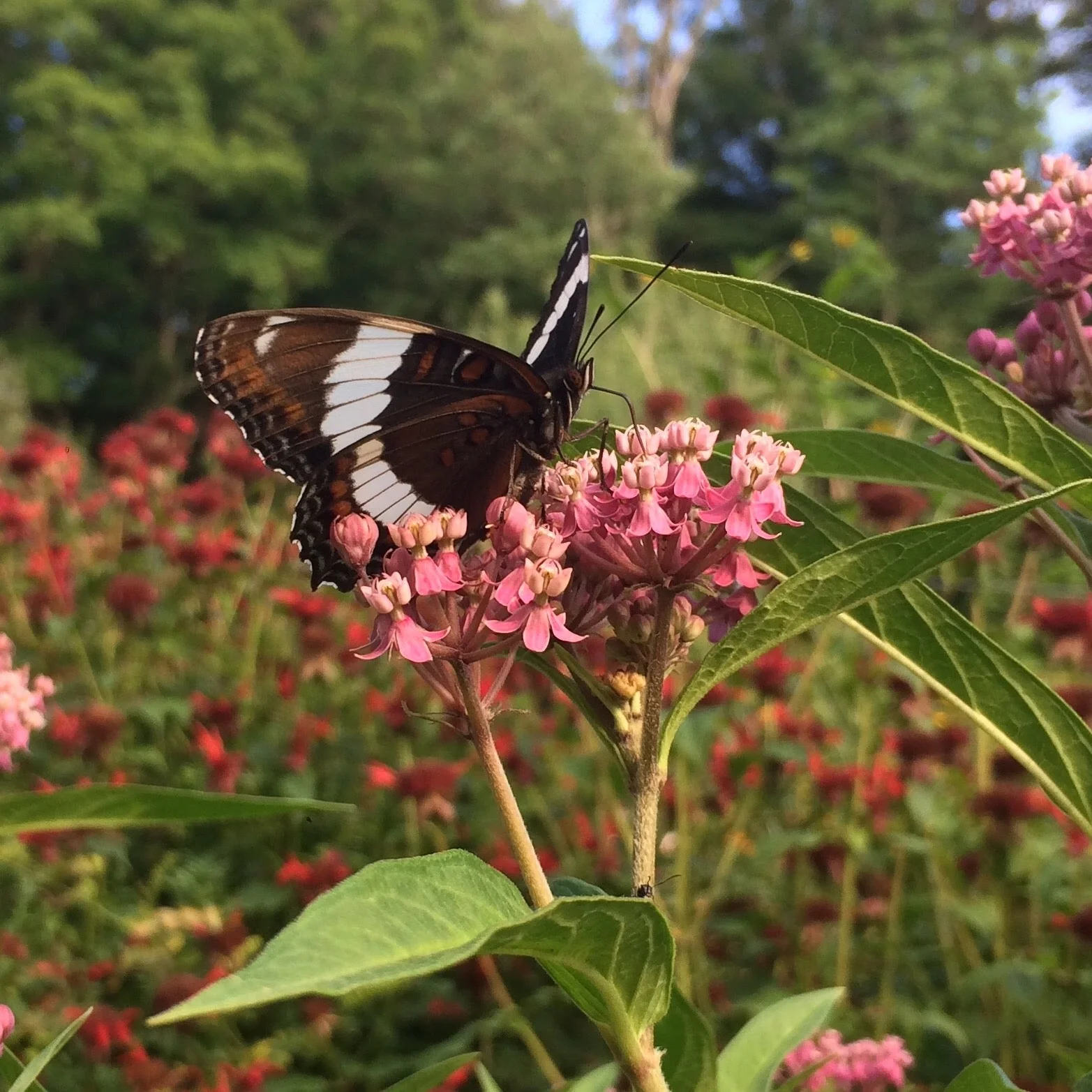 Milkweed, Rose (Asclepias incarnata) - Image 6