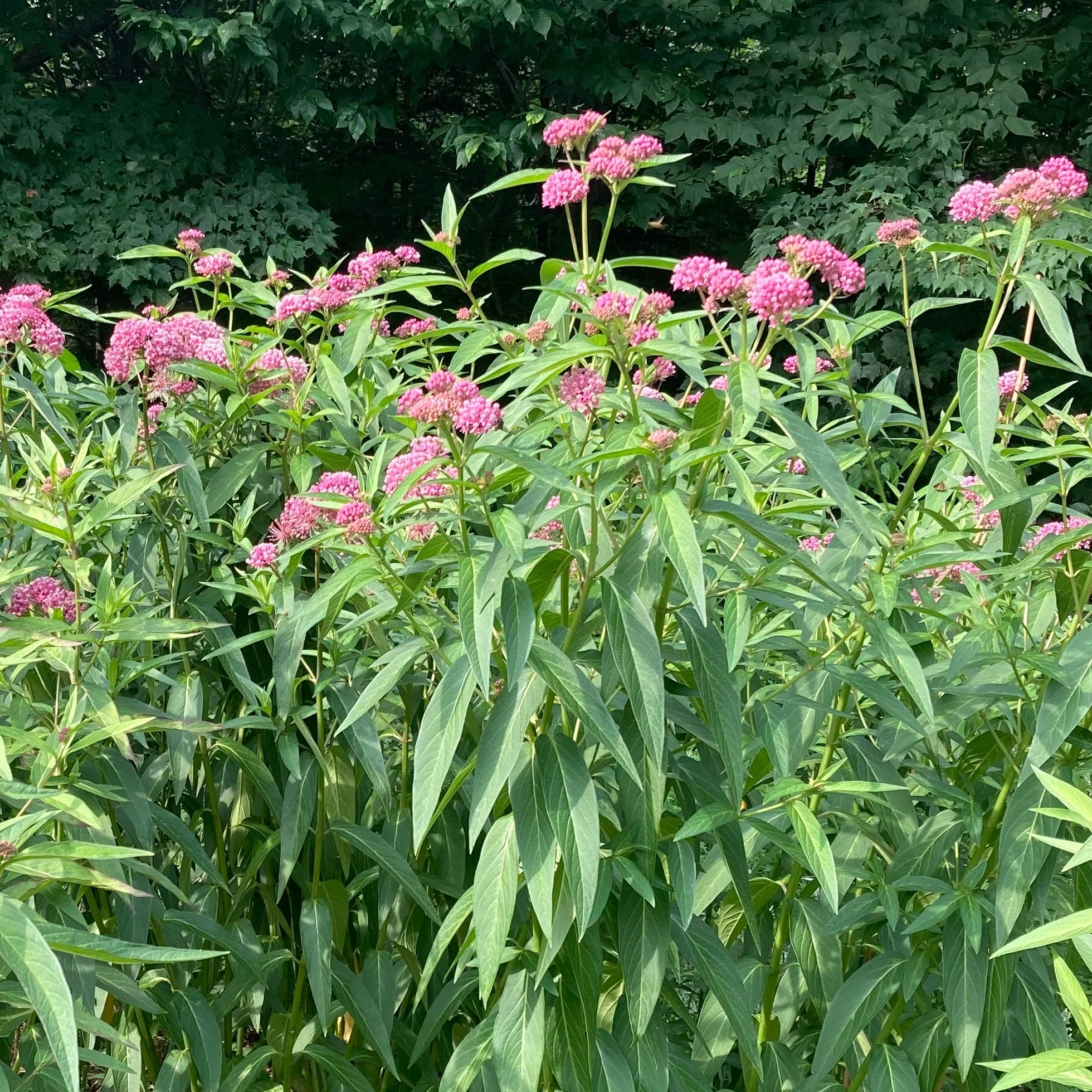 Milkweed, Rose (Asclepias incarnata) - Image 7