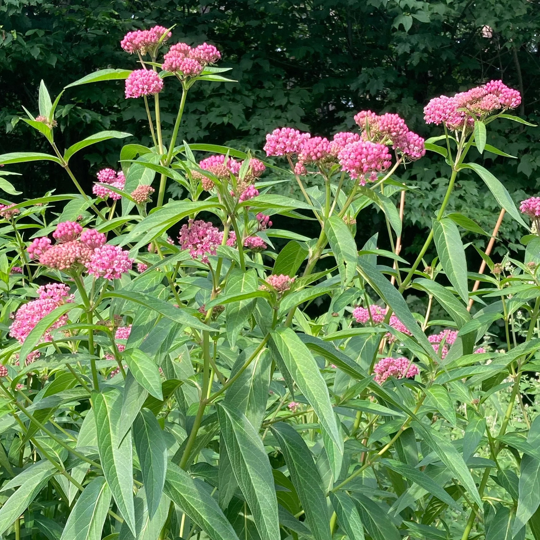Milkweed, Rose (Asclepias incarnata) - Image 8